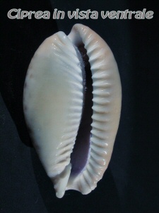 Erosaria spurca